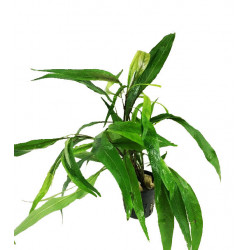 Hygrophila lacustris