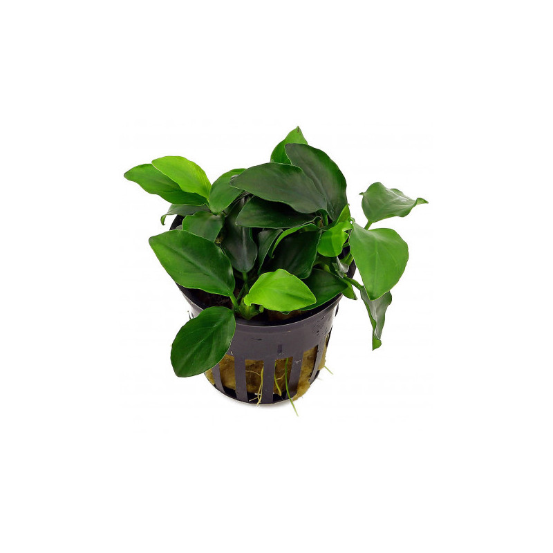 Anubias nana