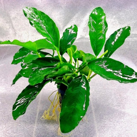 Anubias barteri gabon